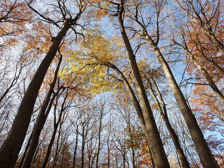 looking up to the tops of beeches in an autumn blue skyの写真素材