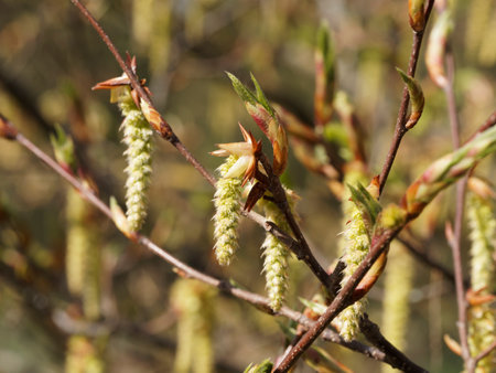 Close-up of cream-yellow catkins (Carpinus cordata) hanging on twigs during spring floweringの写真素材