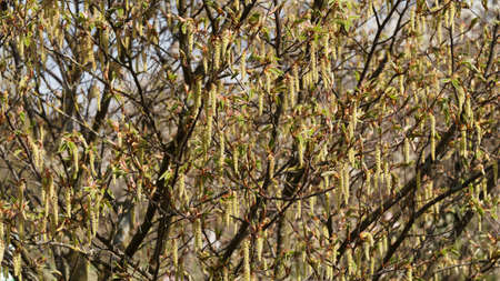 Carpinus cordata | Spring blooming heart-leaf charm, budding leaves, sawn edges rolled up between hanging yellow-cream catkinsの写真素材