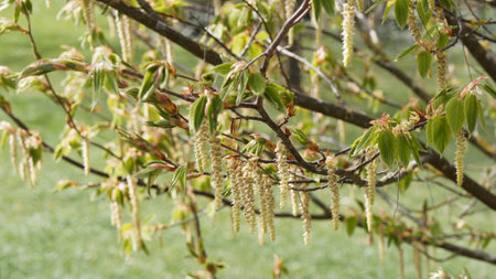 Heart-leaved hornbeam (Carpinus cordata) with open crown and wide crown, brown twigs with creamy-green yellow catkins with bright green foliage budding in springの写真素材