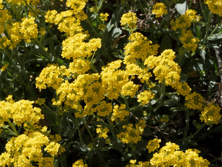 (Aurinia or alyssum saxatilis) rock stone herb with yellow, obovate petals, leaf leaves gray-green spatulate with blunt to pointed, leaf edge smooth and serratedの写真素材