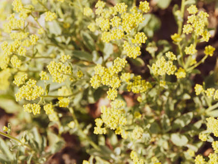 Aurinia saxatilis or rock stone herb like deep yellow shining carpet at the beginning of the spring...