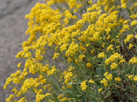 (Aurinia or alyssum saxatilis) rock stone herb with yellow, obovate petals, leaf leaves gray-green spatulate with blunt to pointed, leaf edge smooth and serratedの写真素材
