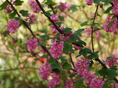 Ribes sanguineum or red-flowering currant, shrub dangling racemes with erect to stiffly spreading flowers, sepals red between emerge leaves and stems with dark brownish-grey barkの写真素材