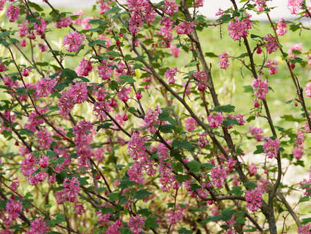 Red-flowering currant or Ribes sanguineum - Dangling racemes of pink to red flowers and buds between lobed green leaves with resinous scent on dark brownish stemsの写真素材