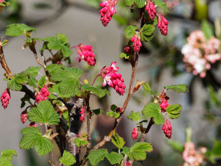 Red flowering currant or ribes sanguineum. Lusty shrub, with pretty leaves that look like small, crinkled maple leaves and small, tubular pink to red flowers arranged in big and fat drooping clustersの写真素材