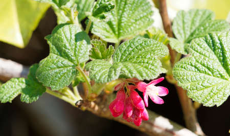 Red flowering currant or ribes sanguineum. Lusty shrub, with pretty leaves that look like small, crinkled maple leaves and small, tubular pink to red flowers arranged in big and fat drooping clustersの写真素材