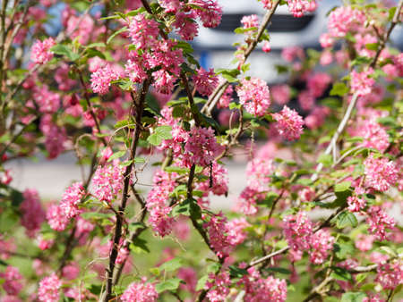 Ribes sanguineum or red-flowering currant, shrub dangling racemes with erect to stiffly spreading flowers, sepals red between emerge leaves and stems with dark brownish-grey barkの写真素材