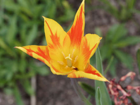 Beautiful 'Fire Wings' lily-flowered tulip with pointed star-shaped petals randomly variegated with yellow and red, open in a star shape with thin medium green foliageの写真素材