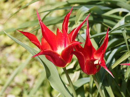(Tulipa Aladdin) Tulips fleur-de-lis 'Aladdin' with pointed and curved petals of red color with a yellow background in a ribboned foliage in pointの写真素材