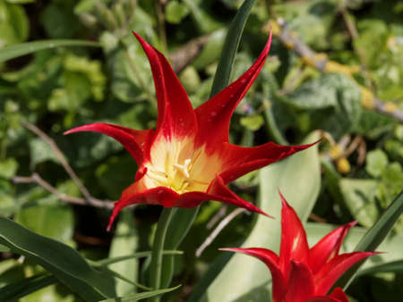 Tulipa Aladdin or Aladdin | Flowering tulips of 'Aladdin' Lily. Star-shaped, red petals with a yellow flamed base on a stem above medium green foliage banded and recurved to a pointの写真素材
