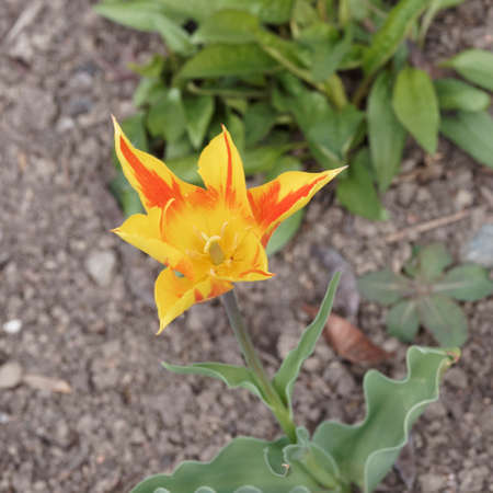 Tulipa 'Fire Wings' | Two-tone flowering 'Fire Wings' fleur-de-lis tulip with open yellow petals flamed with red in a medium green slender foliageの写真素材