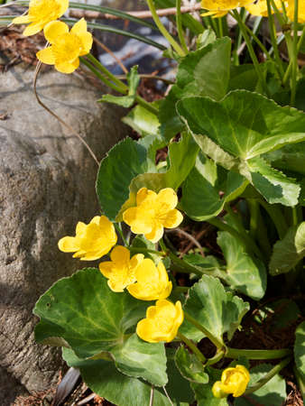 Caltha palustris | Tuft of marsh populations or water marigolds in a humid environment with bright golden yellow bloomの写真素材