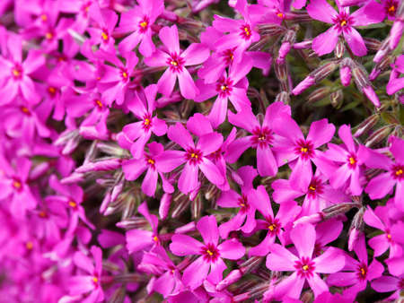 (Phlox subulata) cushion phlox or carpet phlox with needle-shaped, green leaves under bright red star flowers marked with a darker eyeの写真素材