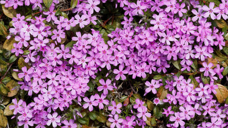 The pink carpet phlox variety (Phlox subulata) forms beautiful, dense cushions of flowersの写真素材