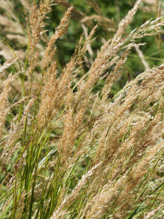 Decorative tuft of Silvery Calamagrostid or achnatherum calamagrostis with yellow-brown spiky head on blue green linear herbsの写真素材