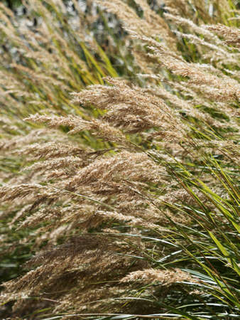 Silver Reed or Silver-headed Grass 'Lemperg' (Stipa calamagrostis syn. Achnatherum calamagrostis)の写真素材