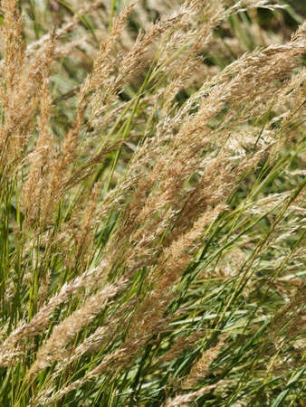 Silvery Calamagrostid (Achnatherum or stipa calamagrostis) summer flowering in creamy-white to yellow-brown spikes on tall, linear radiant blue-green grassesの写真素材
