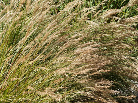 Achnatherum calamagrostis | Silver reed grass, ornamental grass with loose yellow-brown spikes atop fine, arching, grassy, narrow, green to ocher foliageの写真素材