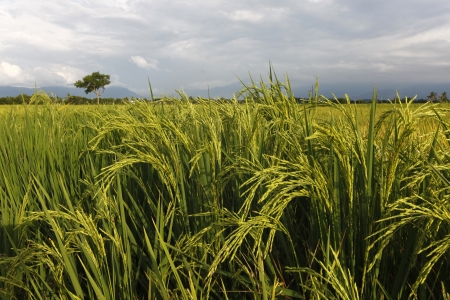 Ripe paddy at Sabah, Borneo, Malaysiaの写真素材