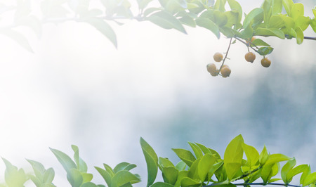 branch and leaves abstract backgroundの写真素材