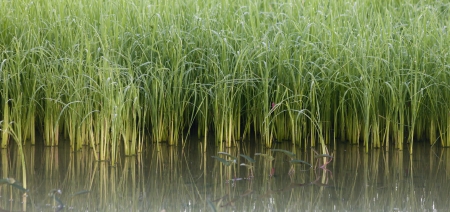 reflection of young rice paddy plantの写真素材