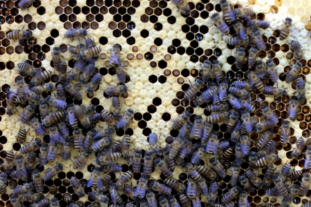 Bees on beehive