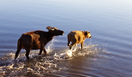Buffalo running on water