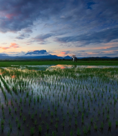 Paddy field at sunrise in Sabah, Borneo, Malaysiaの写真素材