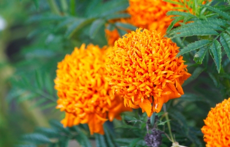 chrysanthemum flowerの写真素材