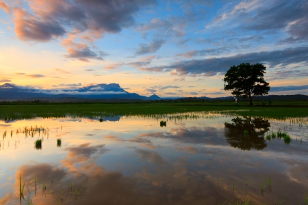 Reflection of colorful sunrise with single tree at Sabah, Borneo, Malaysiaの写真素材