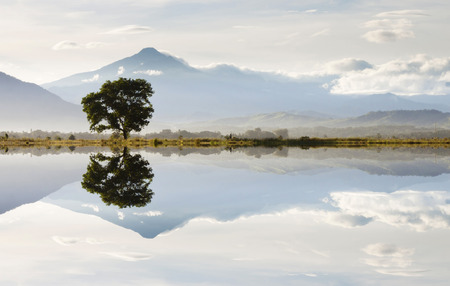 Reflection of a single tree and hills at Sabah, Borneo, Malaysiaの写真素材