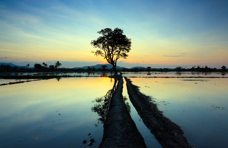 Reflection of sunset and single tree at Sabah, Borneo, Malaysiaの写真素材