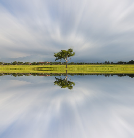 Single tree with dramatic long exposure effect of clouds, zoom blurredの写真素材