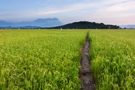 Paddy field at a rural area in Sabah, Borneo, Malaysiaの写真素材