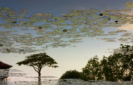 Silhouette of tree reflection on a pond