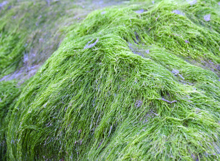 Green moss on rocks