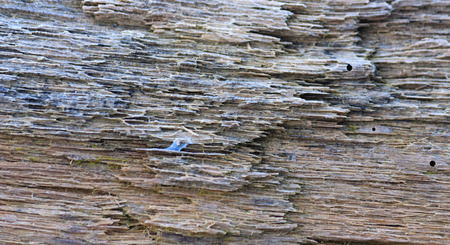 Wood texture closeup 