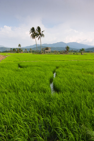 Paddy field with blue sky at Kota Marudu, Sabah, East Malaysia, Borneoの写真素材