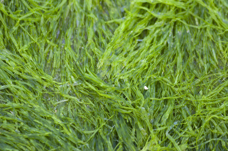Green moss on rocks