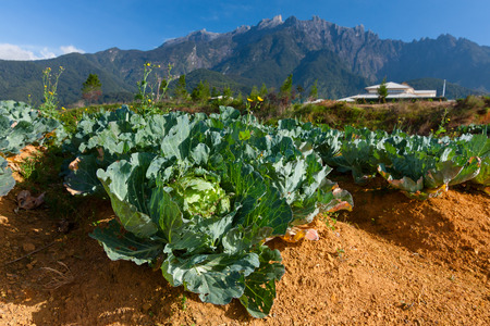Cabbage field with Mount Kinabalu at the background in Kundasang, Sabah, East Malaysia, Borneoの写真素材