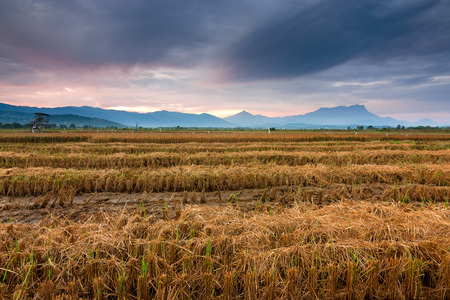 Harvested paddy field at Kota Belud, Sabah, East Malaysiaの写真素材