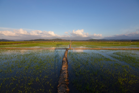 Paddy field with blue sky at Kota Belud, Sabah, Borneo, East Malaysiaの写真素材