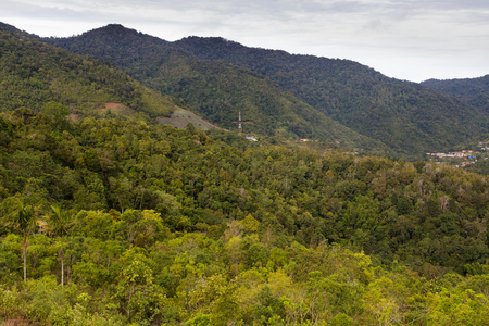 Beautiful tropical rainforest in Kundasang, Sabah, Borneo, East Malaysia.の写真素材