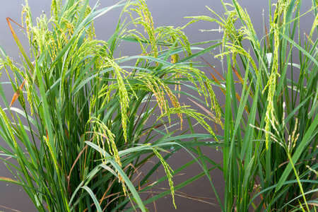 Closeup view of an almost ripe paddy plant