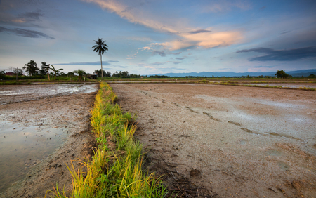 Rural landscape of agricultural farm in Kota Marudu, Sabah, Borneo, East Malaysiaの写真素材