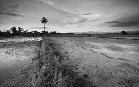 Rural landscape in black and white. Kota Marudu, Sabah, East Malaysiaの写真素材