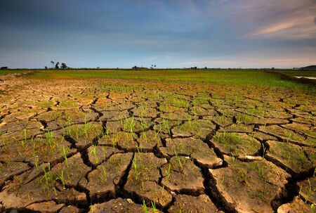 Cracked soil because of dry weather in Kota Marudu, Sabah, East Malaysiaの写真素材