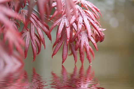 red japanese acer with rain drops reflected in a poolの写真素材