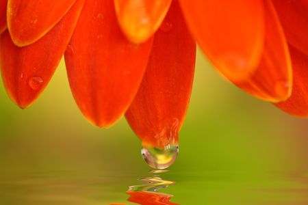 daisy petals with a dew drop  reflected in a pool of waterの写真素材